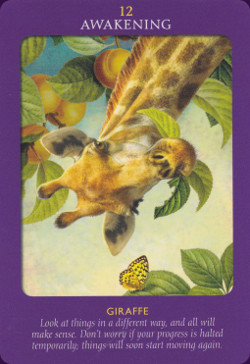 Animal-Tarot-Cards-4