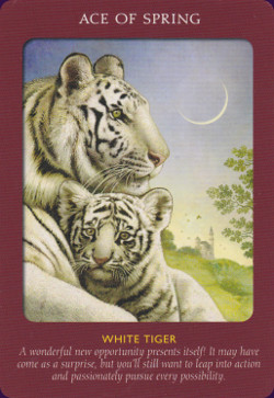 Animal-Tarot-Cards-6