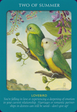 Animal-Tarot-Cards-7